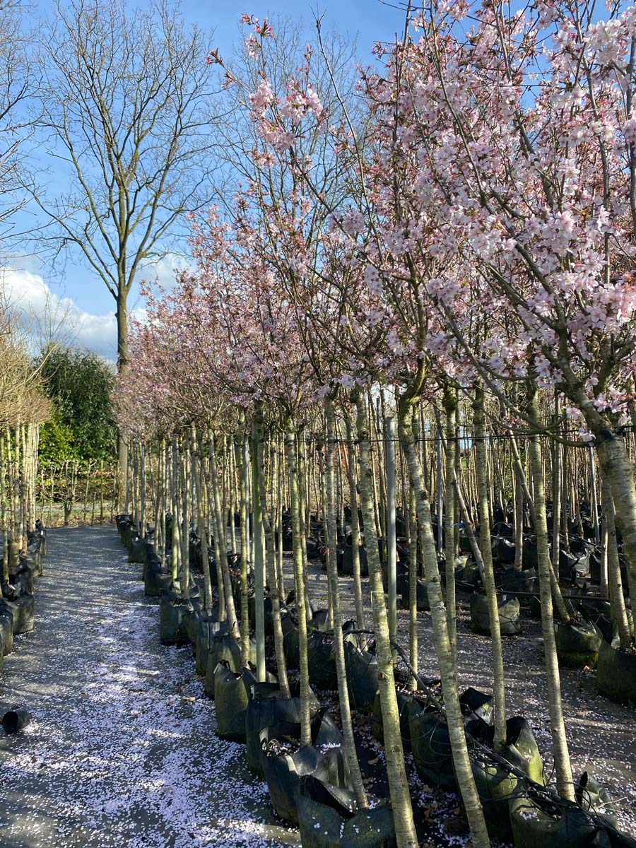 Prunus nipponica 'Ruby' op stam op stam