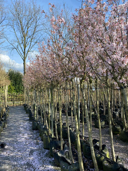 Prunus nipponica 'Ruby' op stam op stam