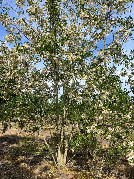 Robinia pseudoacacia 'Sandraudiga' meerstammig / struik meerstammig