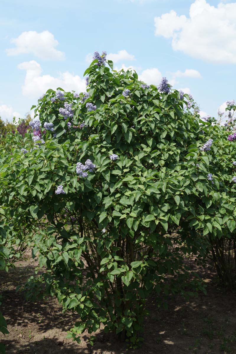 Syringa vulgaris meerstammig / struik struik