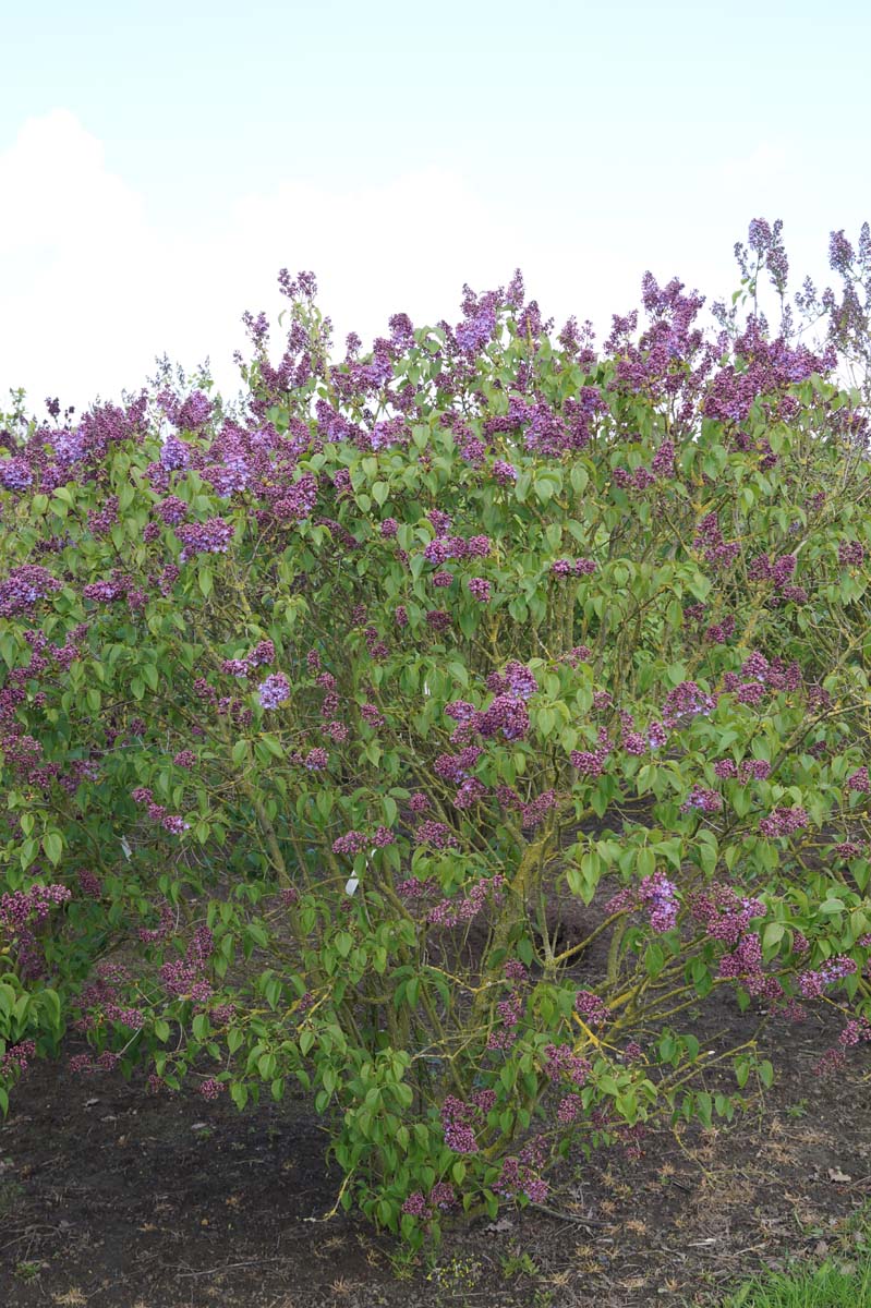 Syringa vulgaris 'Sarah Sands' struik
