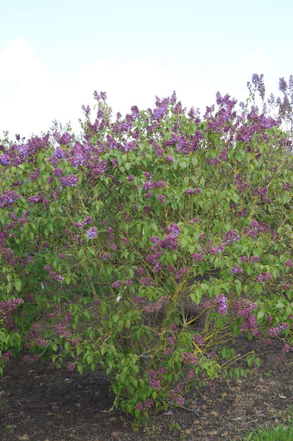 Syringa vulgaris 'Sarah Sands' struik