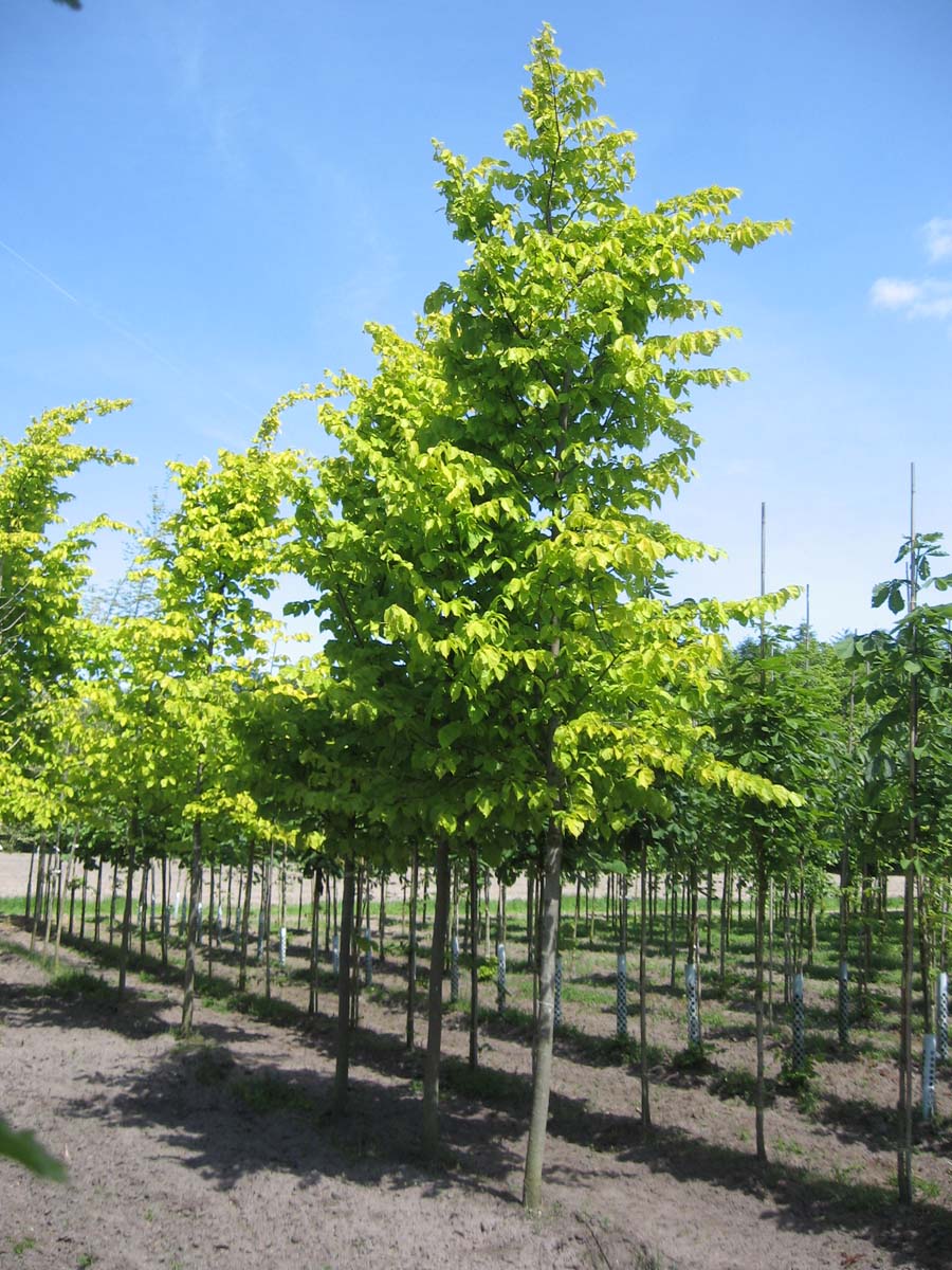 Ulmus glabra 'Lutescens' op stam op stam