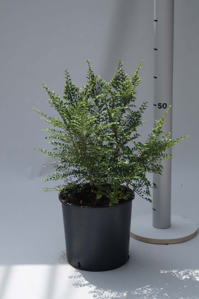 Ulmus parvifolia 'Sagei' Tuinplanten tuinplanten