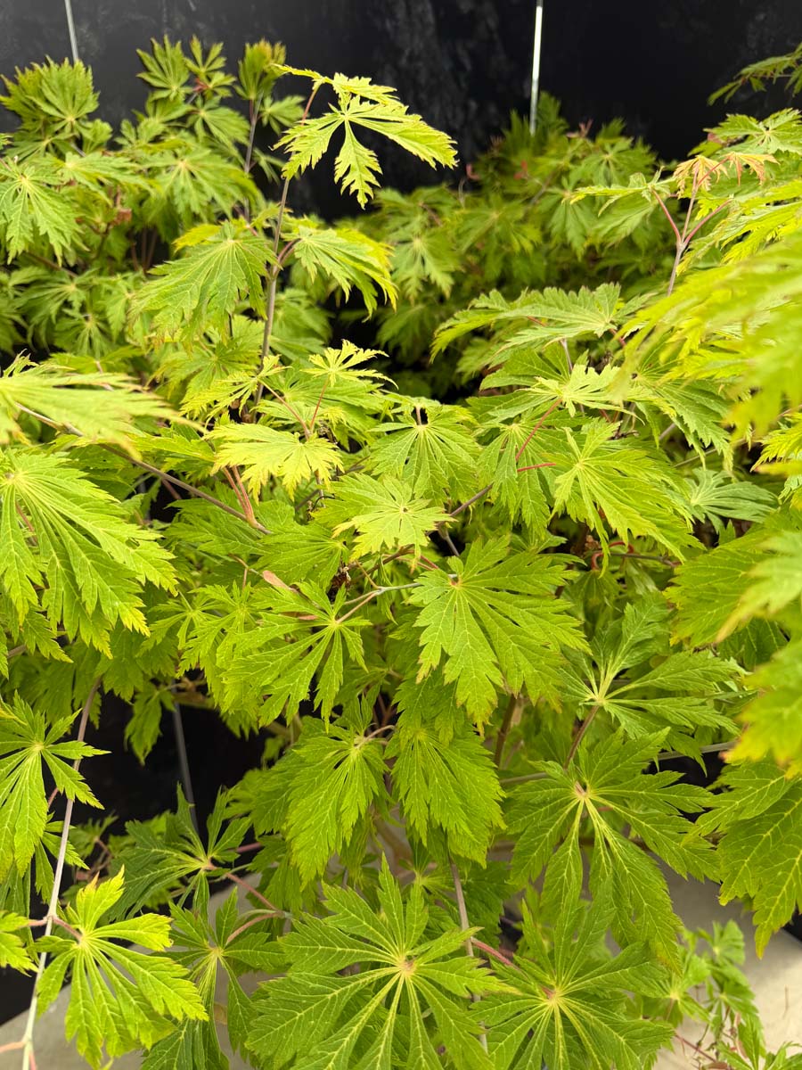 Acer japonicum 'Aconitifolium' blad