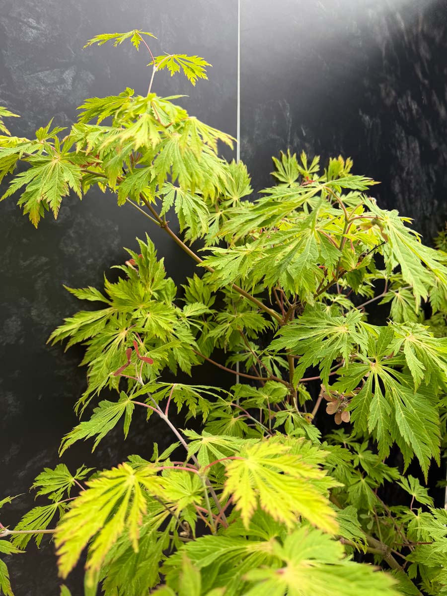 Acer japonicum 'Aconitifolium' Tuinplanten blad