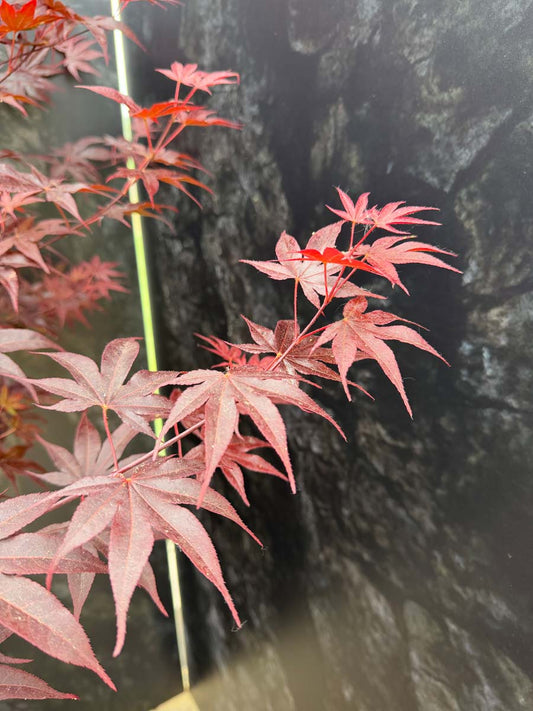 Acer palmatum 'Bloodgood' op stam blad