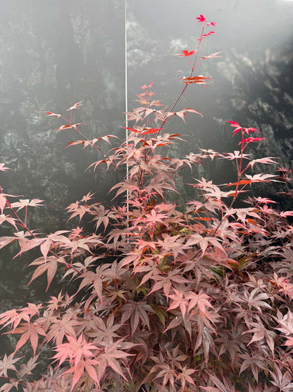 Acer palmatum 'Bloodgood' meerstammig / struik bladeren