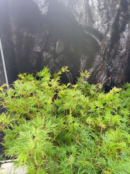Acer palmatum 'Dissectum' Tuinplanten bladeren