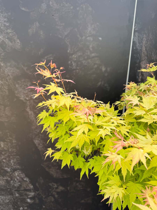 Acer palmatum 'Orange Dream' meerstammig / struik bladeren