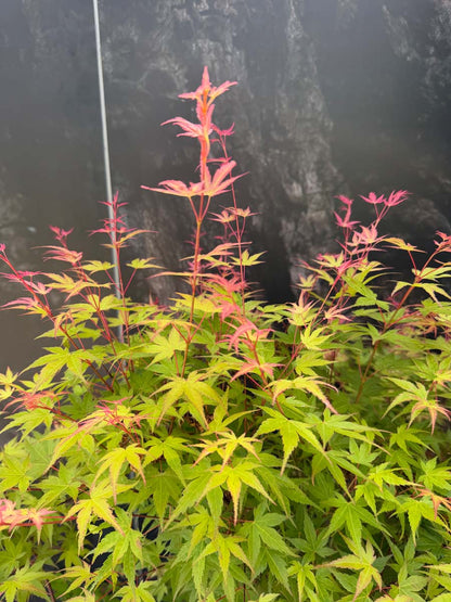 Acer palmatum 'Phoenix' Tuinplanten bladeren