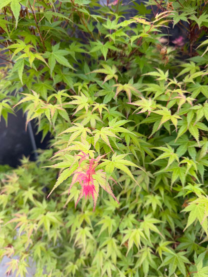 Acer palmatum 'Phoenix' meerstammig / struik bladeren