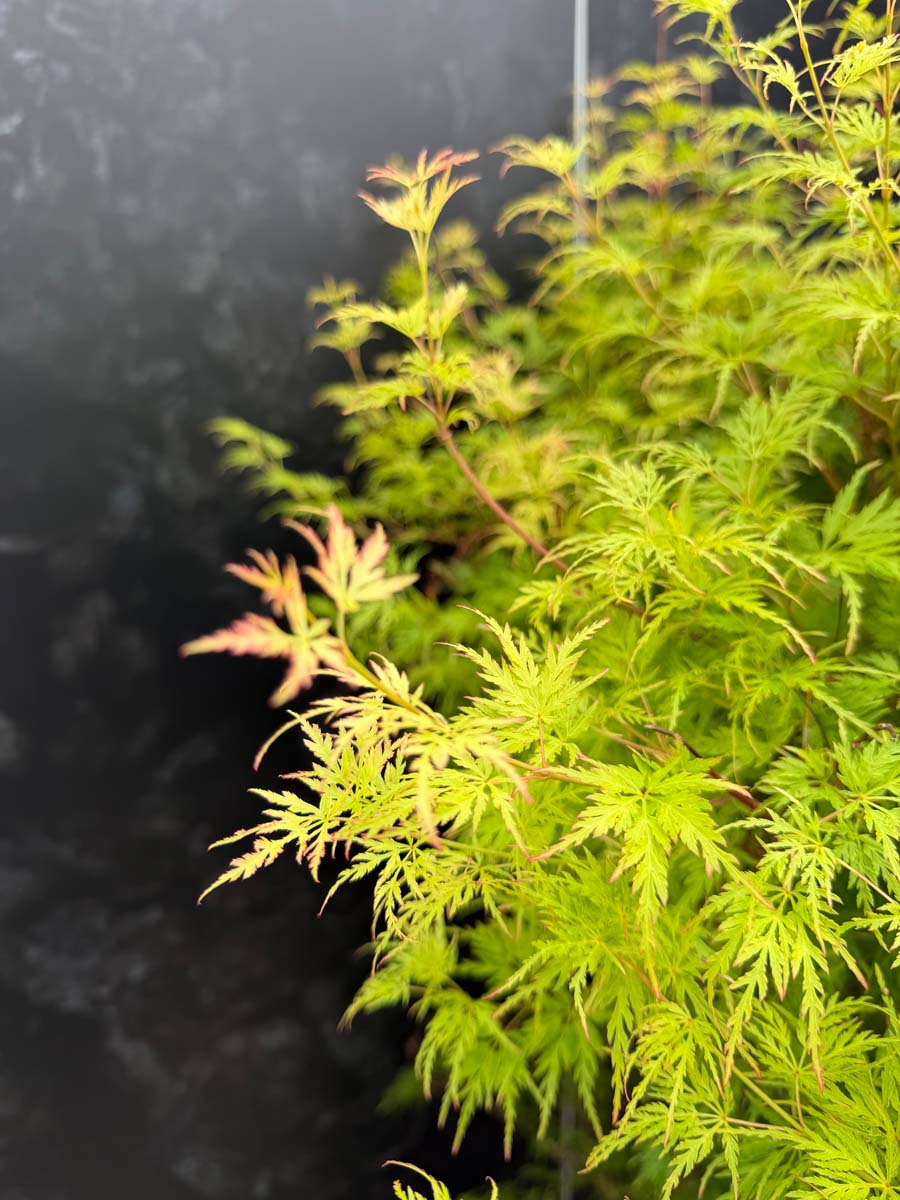 Acer palmatum 'Seiryu' solitair bladeren