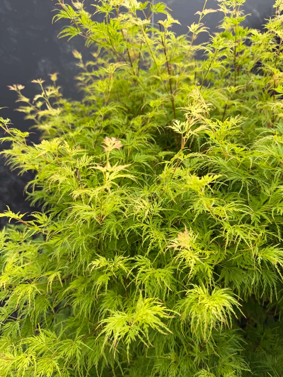 Acer palmatum 'Seiryu' meerstammig / struik bladeren