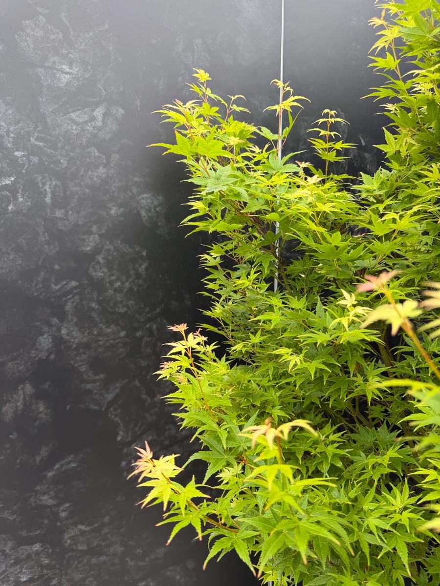 Acer palmatum 'Silhouette' Tuinplanten bladeren