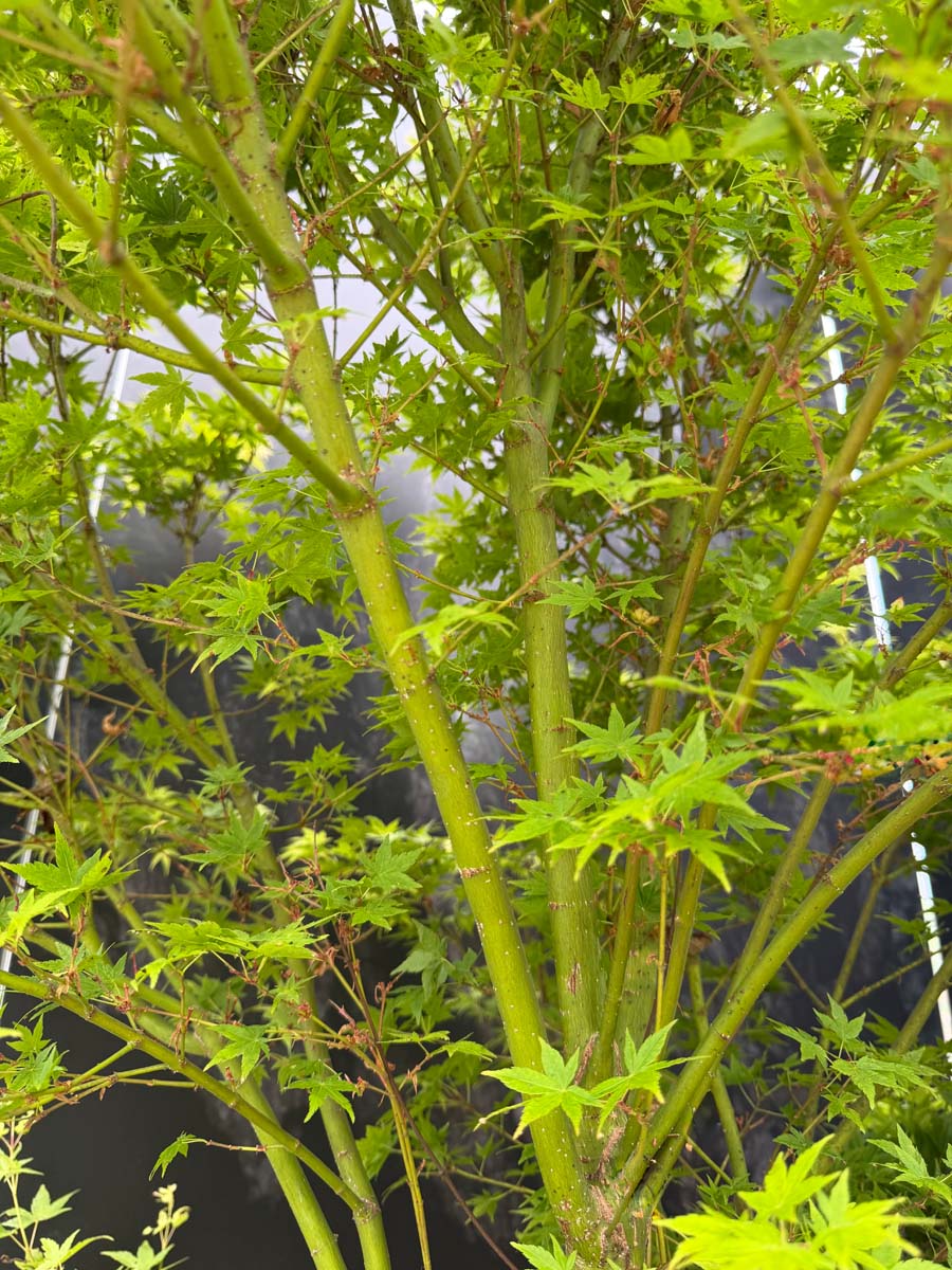 Acer palmatum 'Silhouette' meerstammig / struik stam