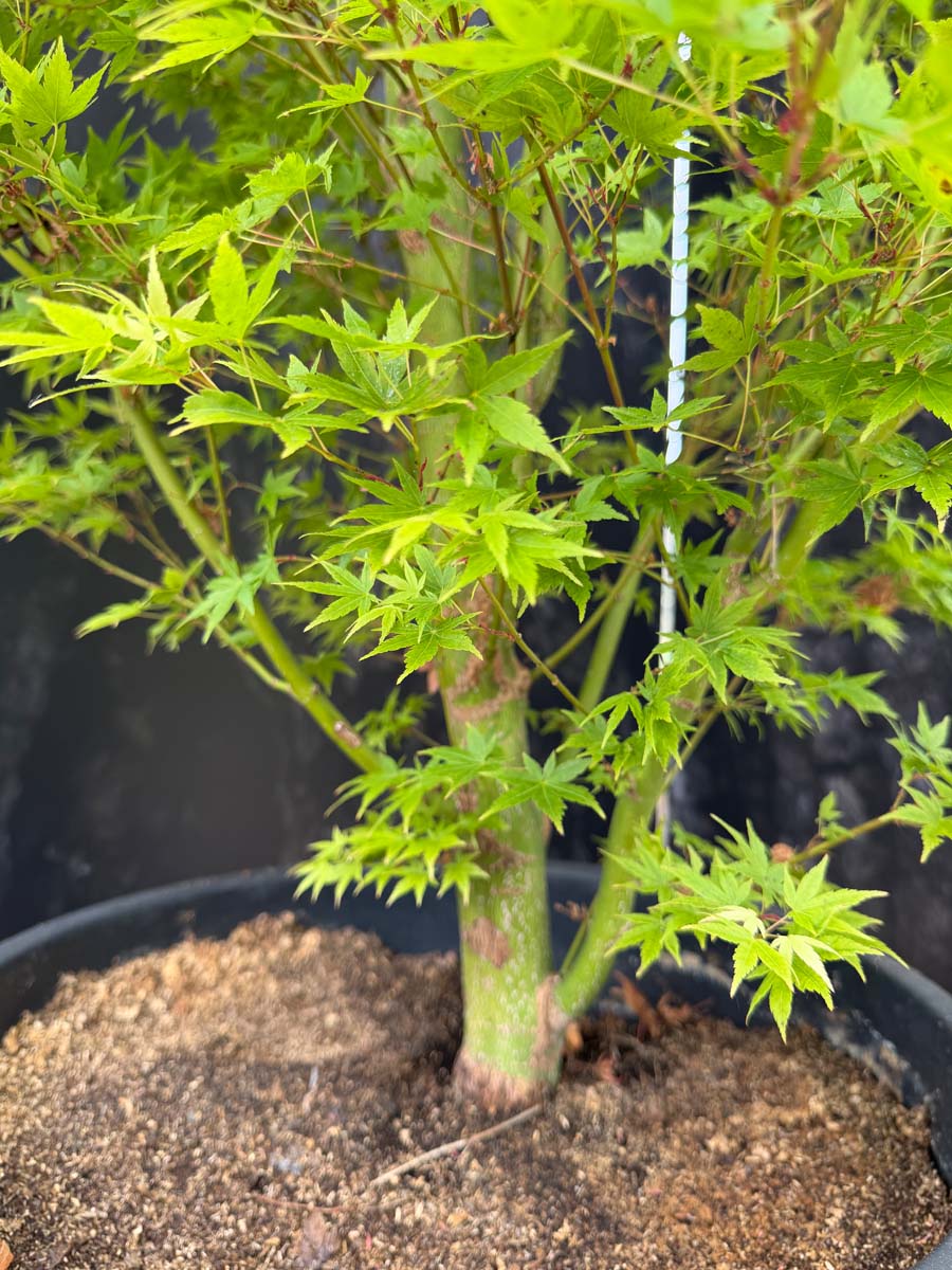 Acer palmatum 'Silhouette' meerstammig / struik stam