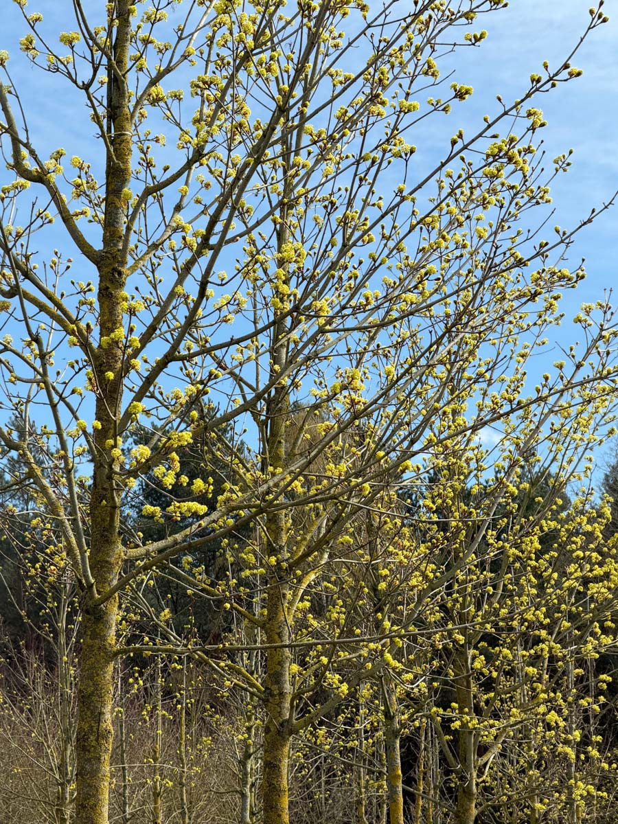 Acer platanoides 'Emerald Queen' meerstammig / struik stam