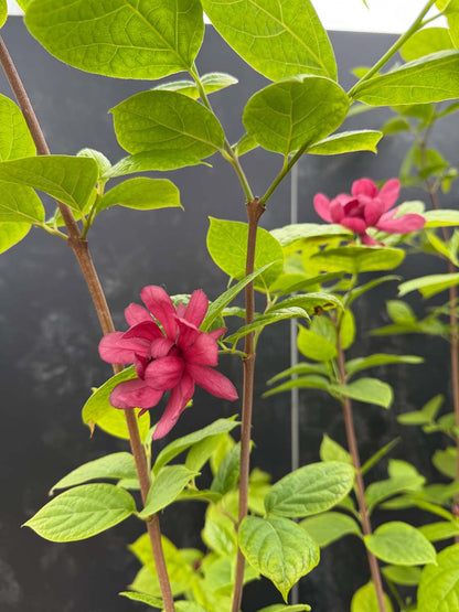 Calycanthus raulstonii 'Hartlage Wine' meerstammig / struik blad