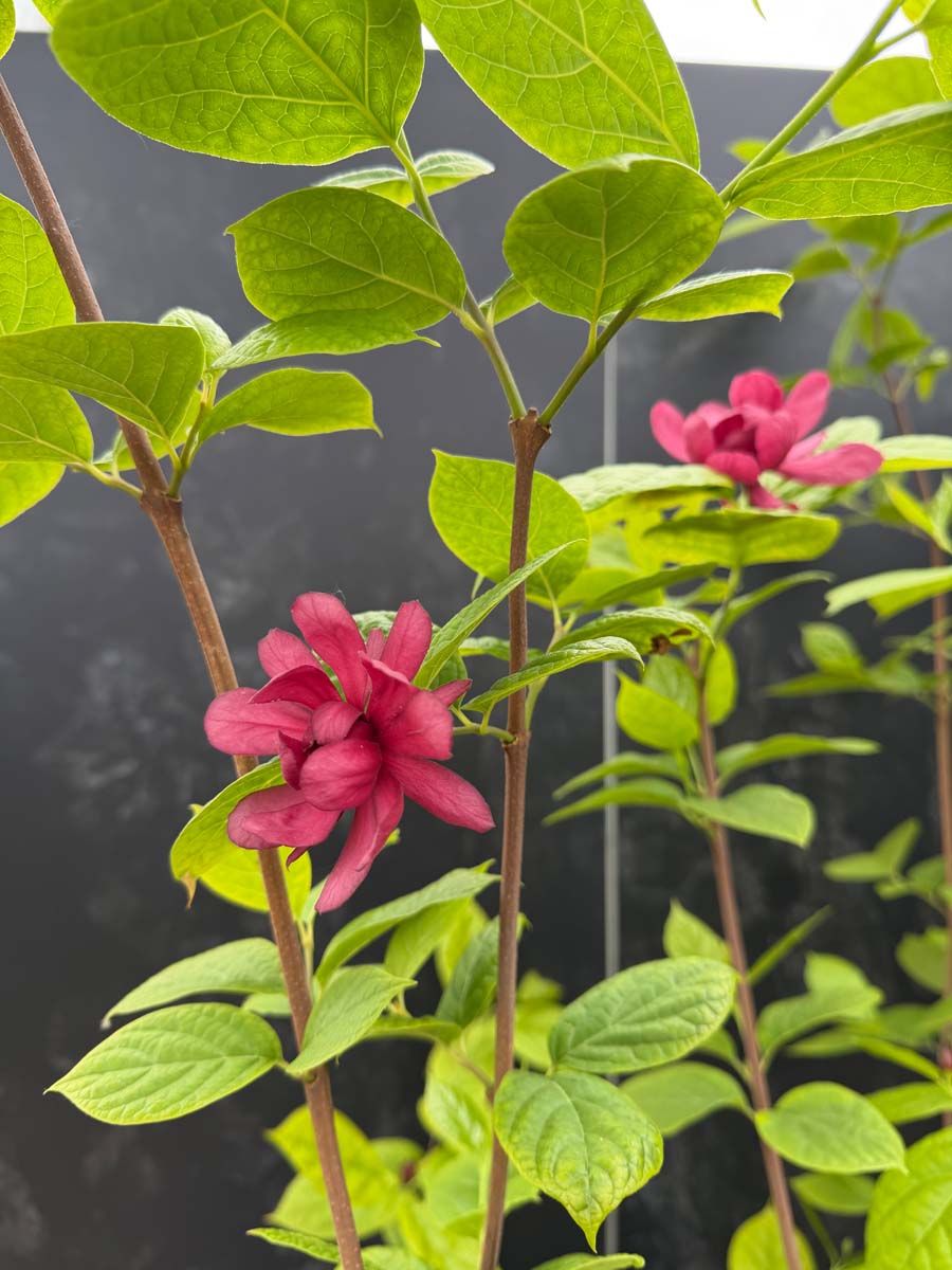 Calycanthus raulstonii 'Hartlage Wine' op stam blad