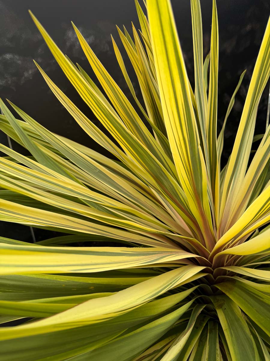 Cordyline australis 'Torbay Dazzler' meerstammig / struik blad