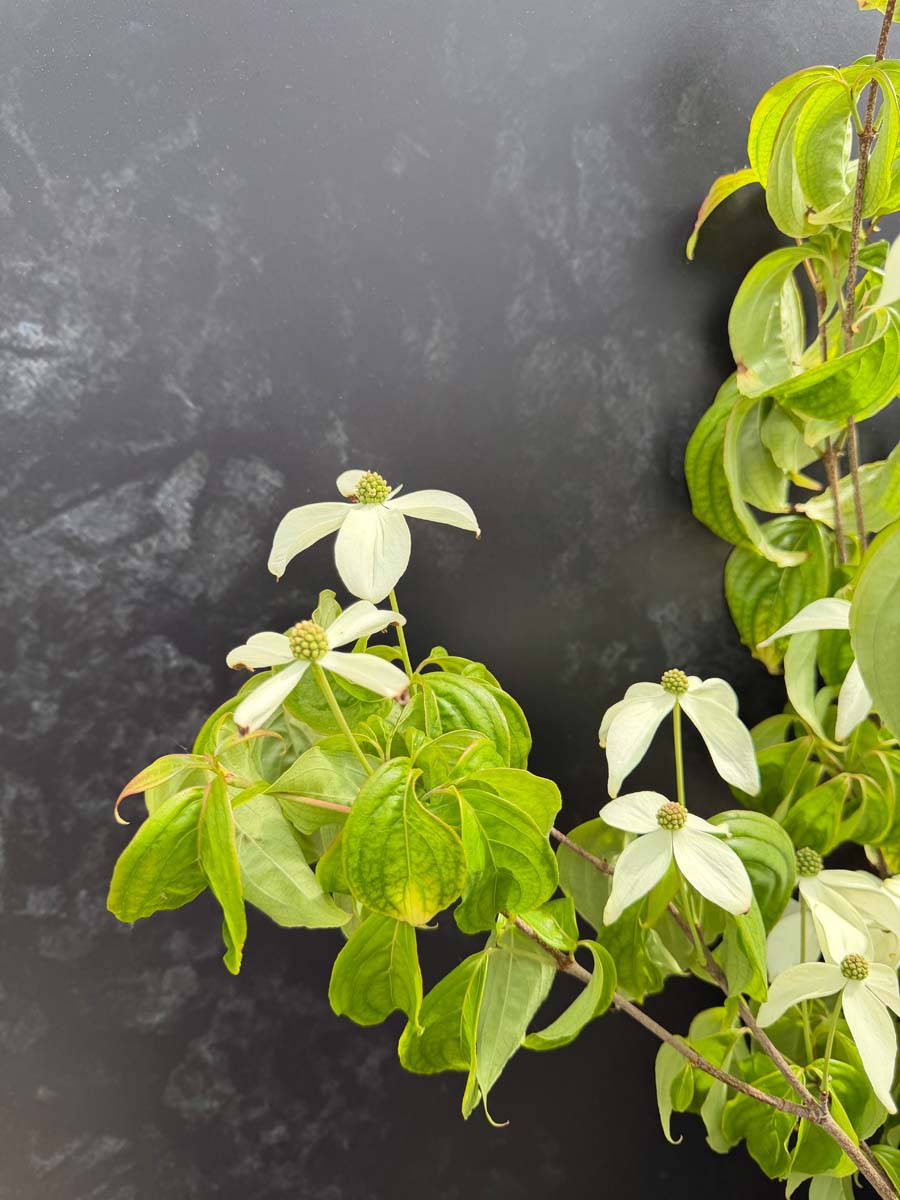 Cornus kousa 'Couronne' Tuinplanten bloem