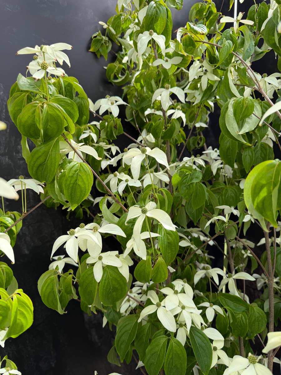 Cornus kousa 'Couronne' meerstammig / struik bladeren