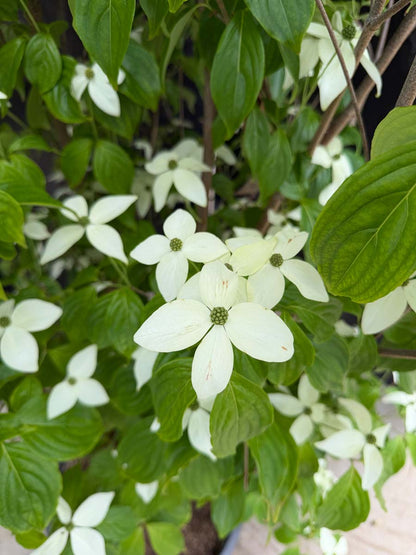 Cornus kousa 'Couronne' meerstammig / struik bloem