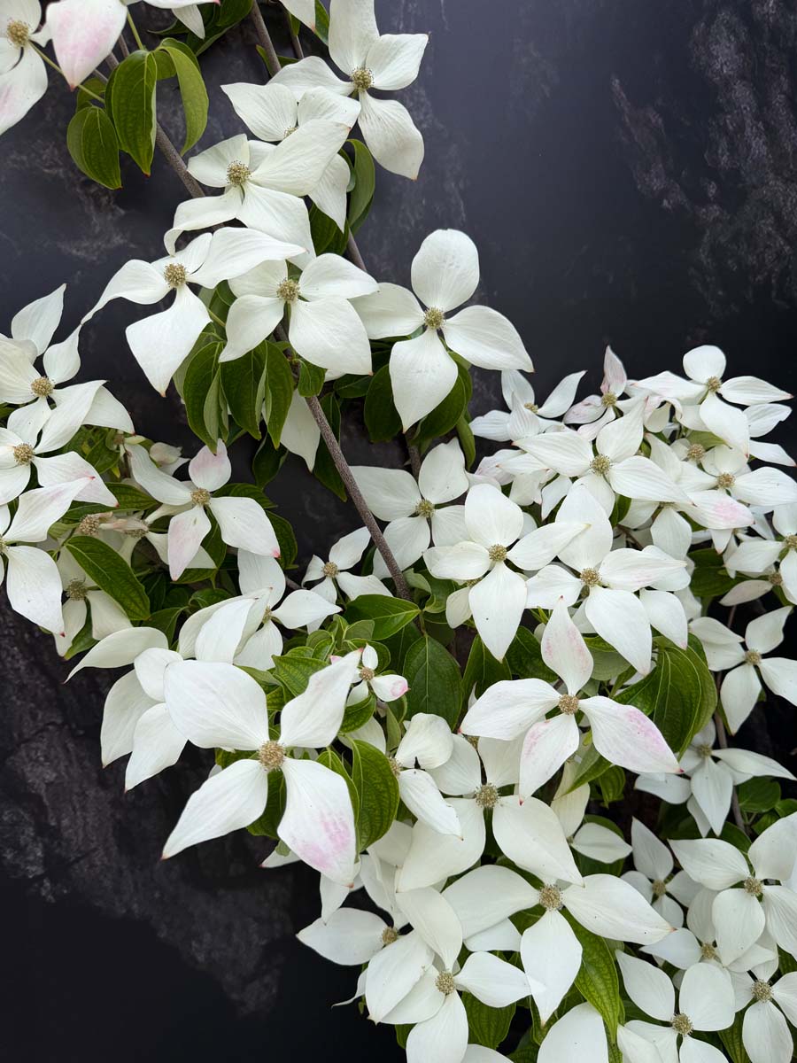 Cornus kousa 'John Slocock' Tuinplanten bloemen