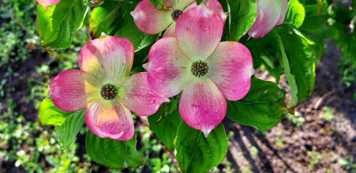 Cornus 'Rutgan' op stam bloem