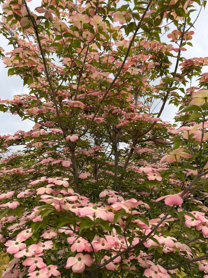 Cornus 'Rutgan' solitair bloesem