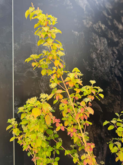 Cornus sanguinea 'Midwinter Fire' solitair bladeren
