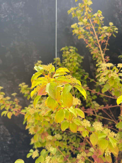 Cornus sanguinea 'Midwinter Fire' Tuinplanten bladeren