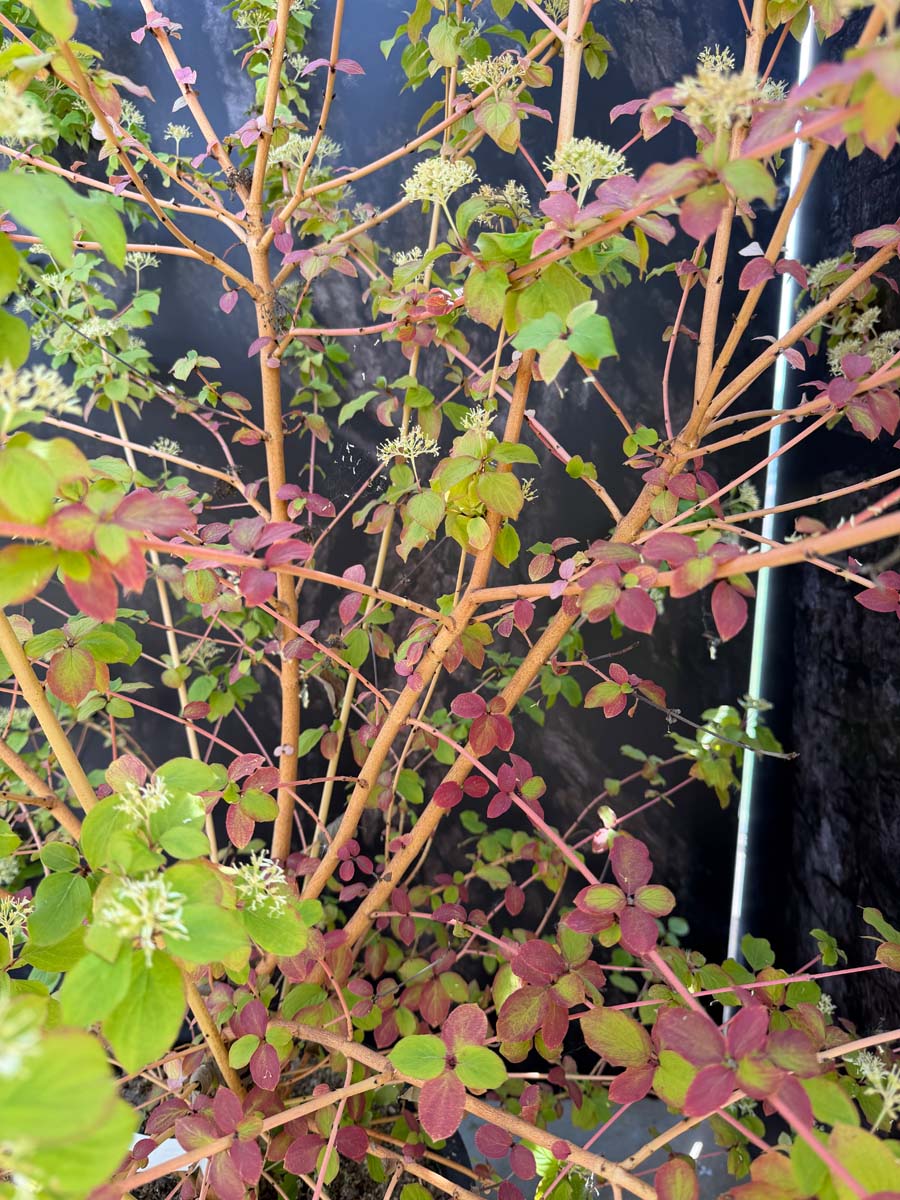 Cornus sanguinea 'Midwinter Fire' meerstammig / struik twijgen