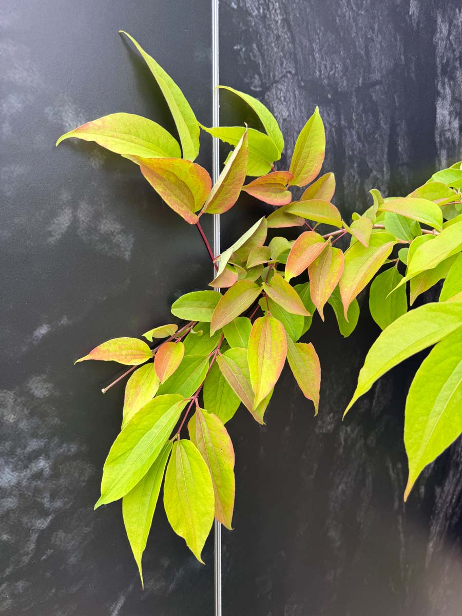 Heptacodium miconioides solitair blad
