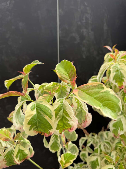 Cornus florida 'Firebird' Tuinplanten blad