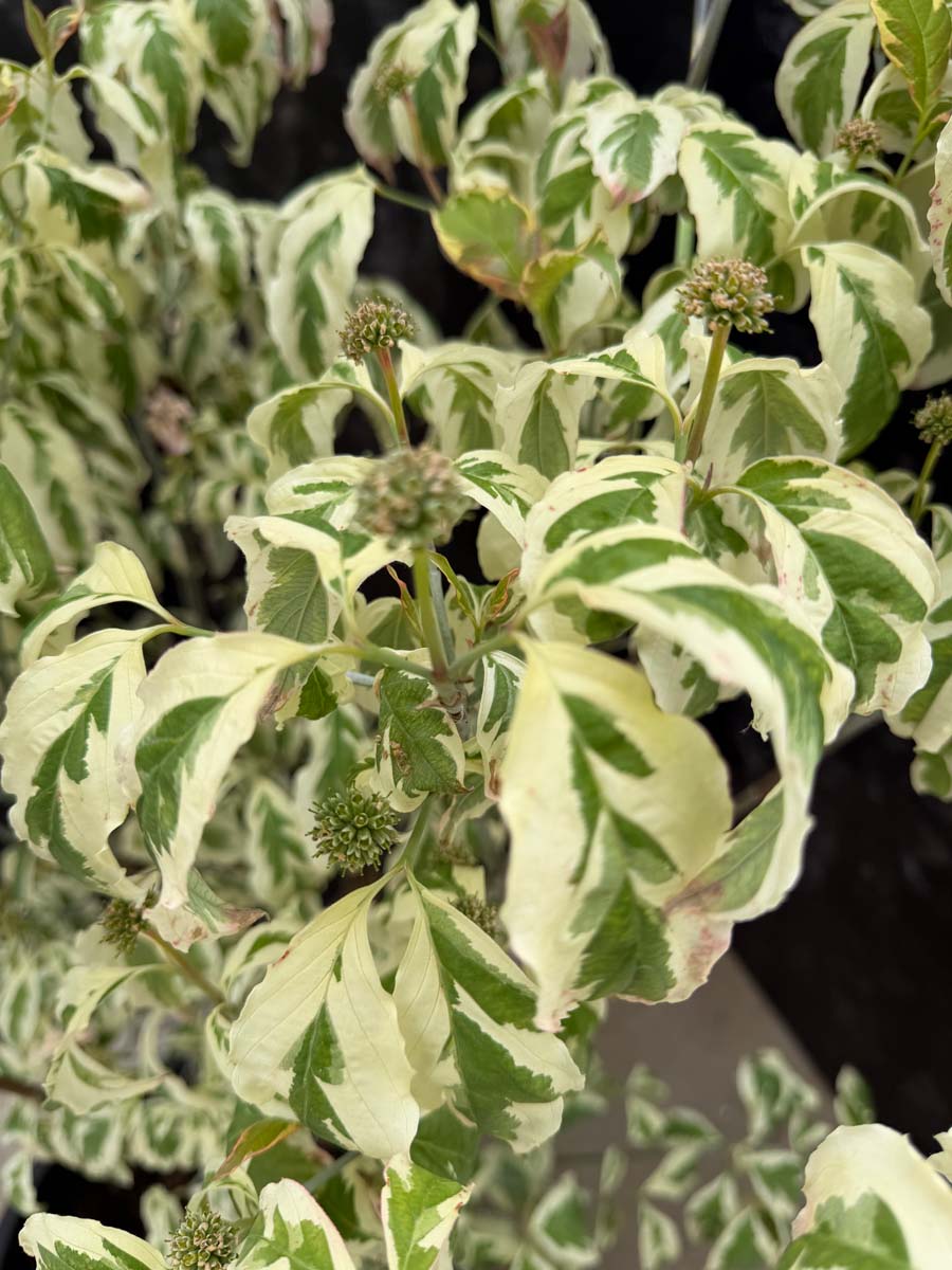 Cornus florida 'Firebird' meerstammig / struik blad
