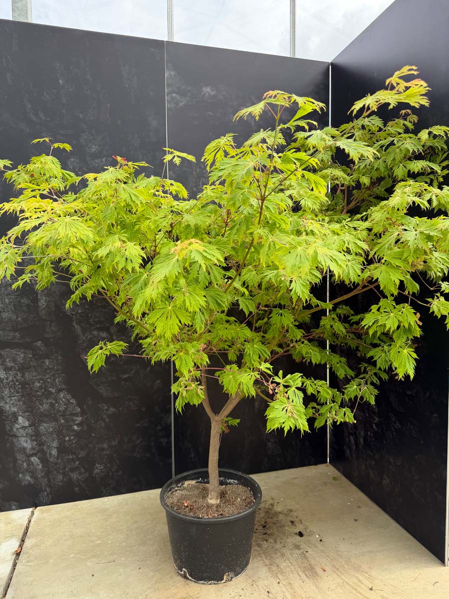 Acer japonicum 'Aconitifolium' Tuinplanten tuinplant