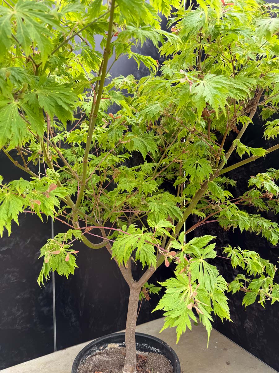 Acer japonicum 'Aconitifolium' Tuinplanten tuinplant