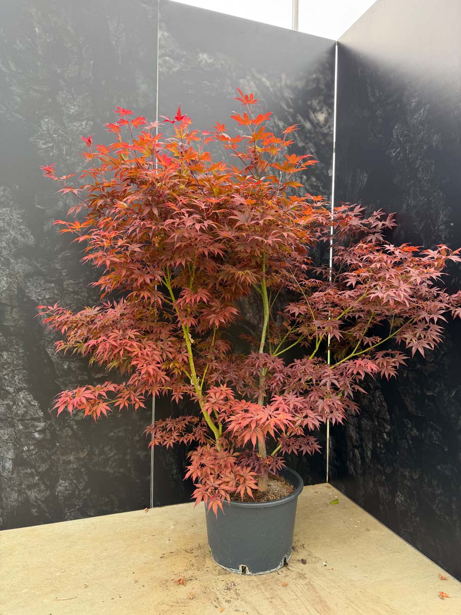 Acer palmatum 'Atropurpureum' Tuinplanten kamerplant