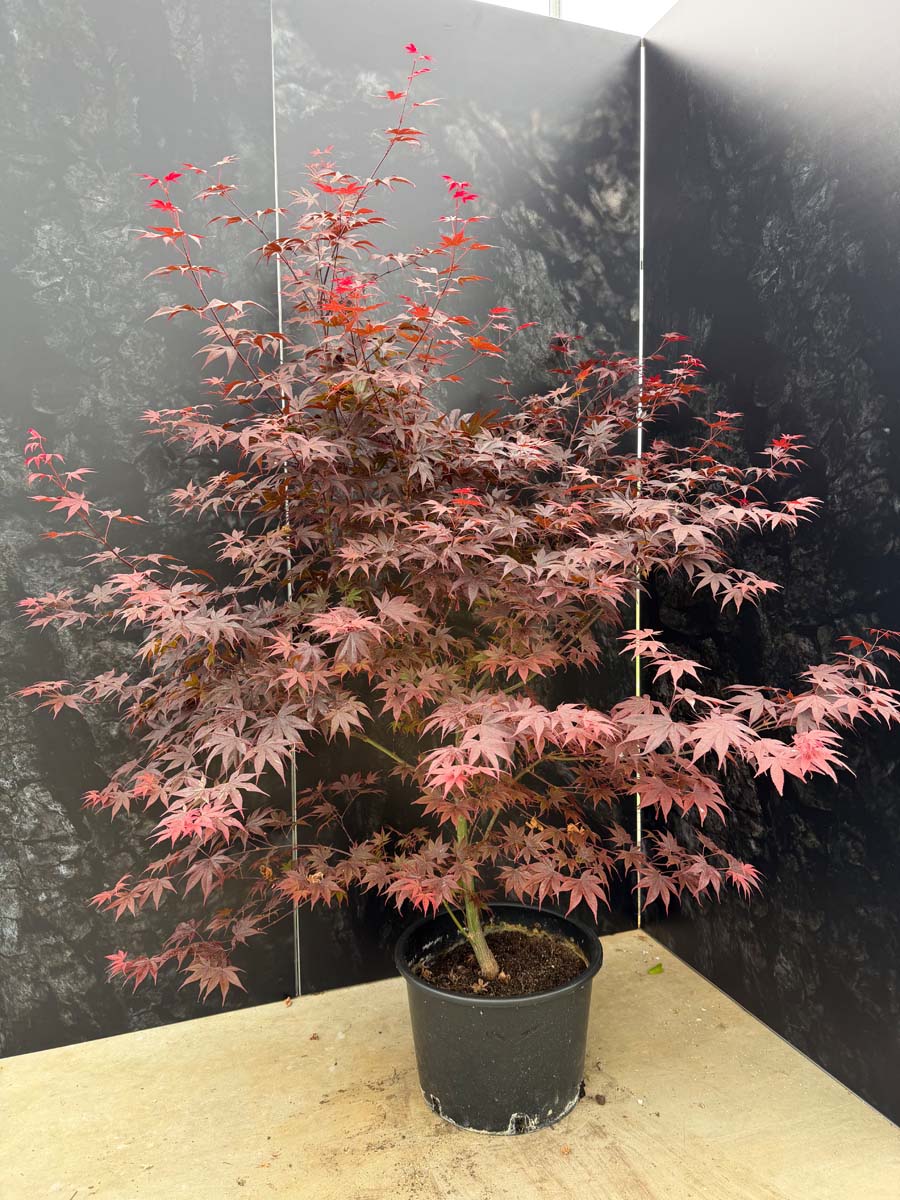Acer palmatum 'Bloodgood' Tuinplanten tuinplant