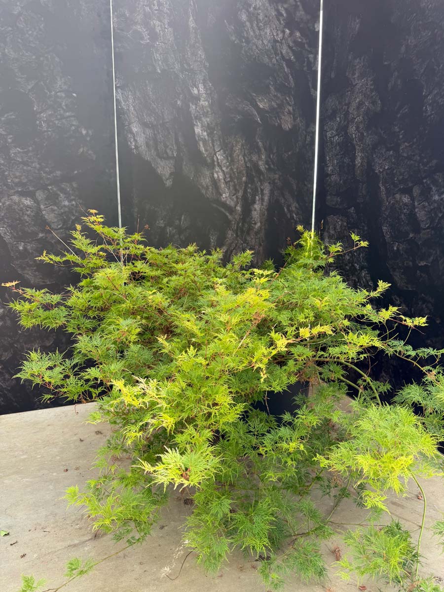 Acer palmatum 'Dissectum' Tuinplanten tuinplant