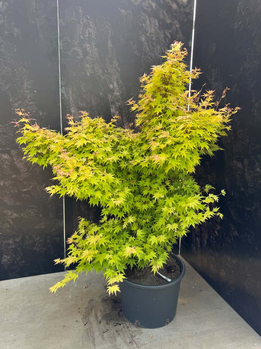 Acer palmatum 'Orange Dream' Tuinplanten tuinplant
