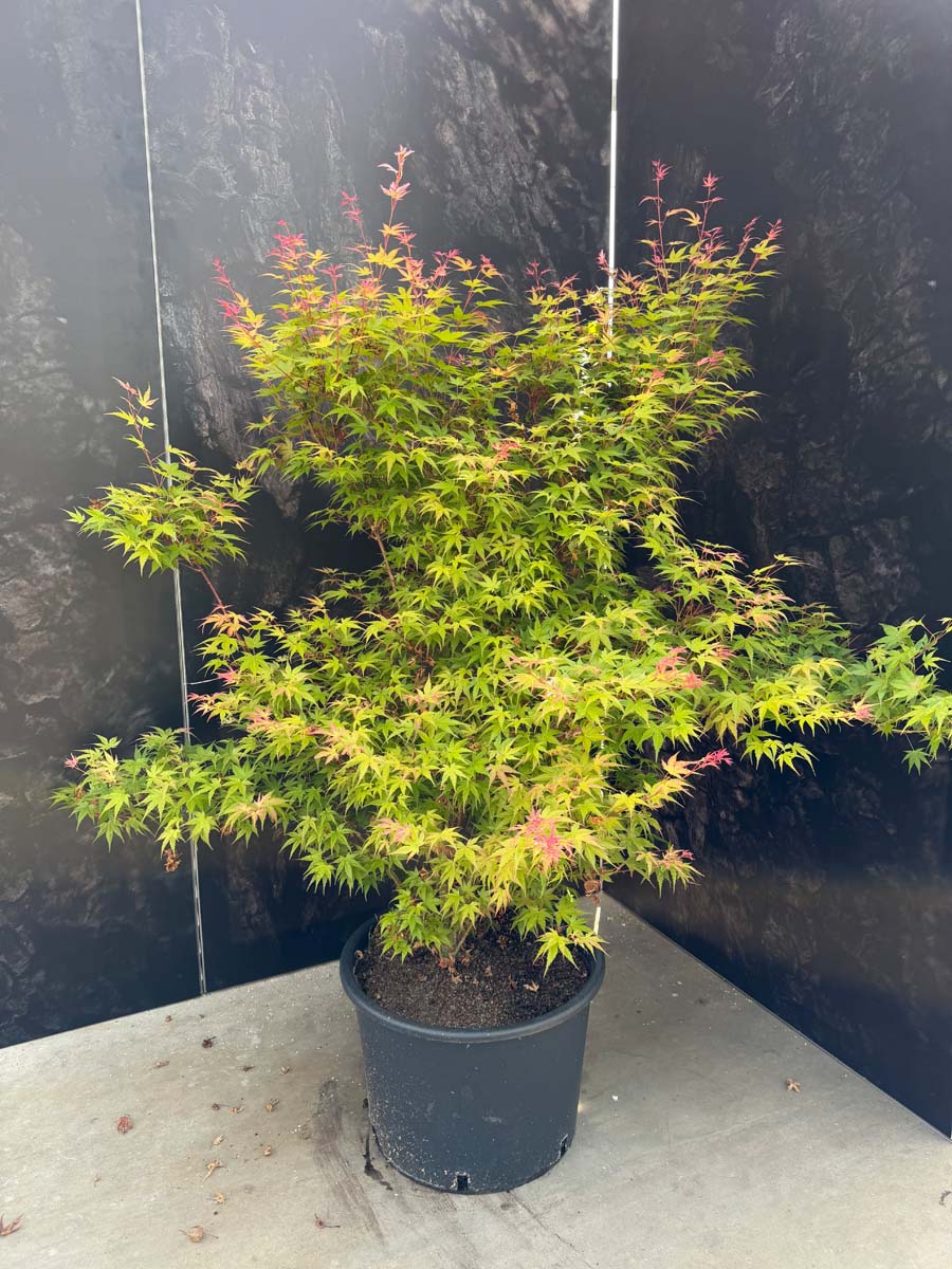 Acer palmatum 'Phoenix' Tuinplanten tuinplant