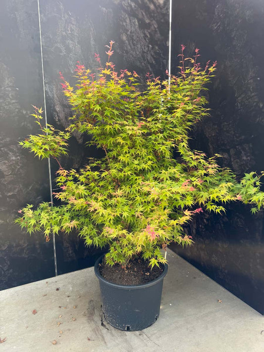 Acer palmatum 'Phoenix' Tuinplanten tuinplant