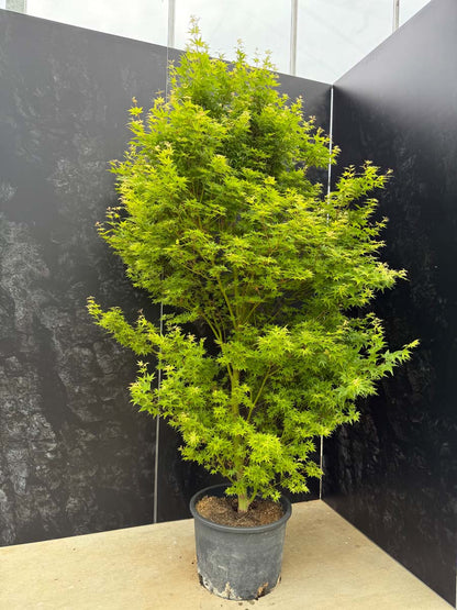 Acer palmatum 'Silhouette' Tuinplanten tuinplanten