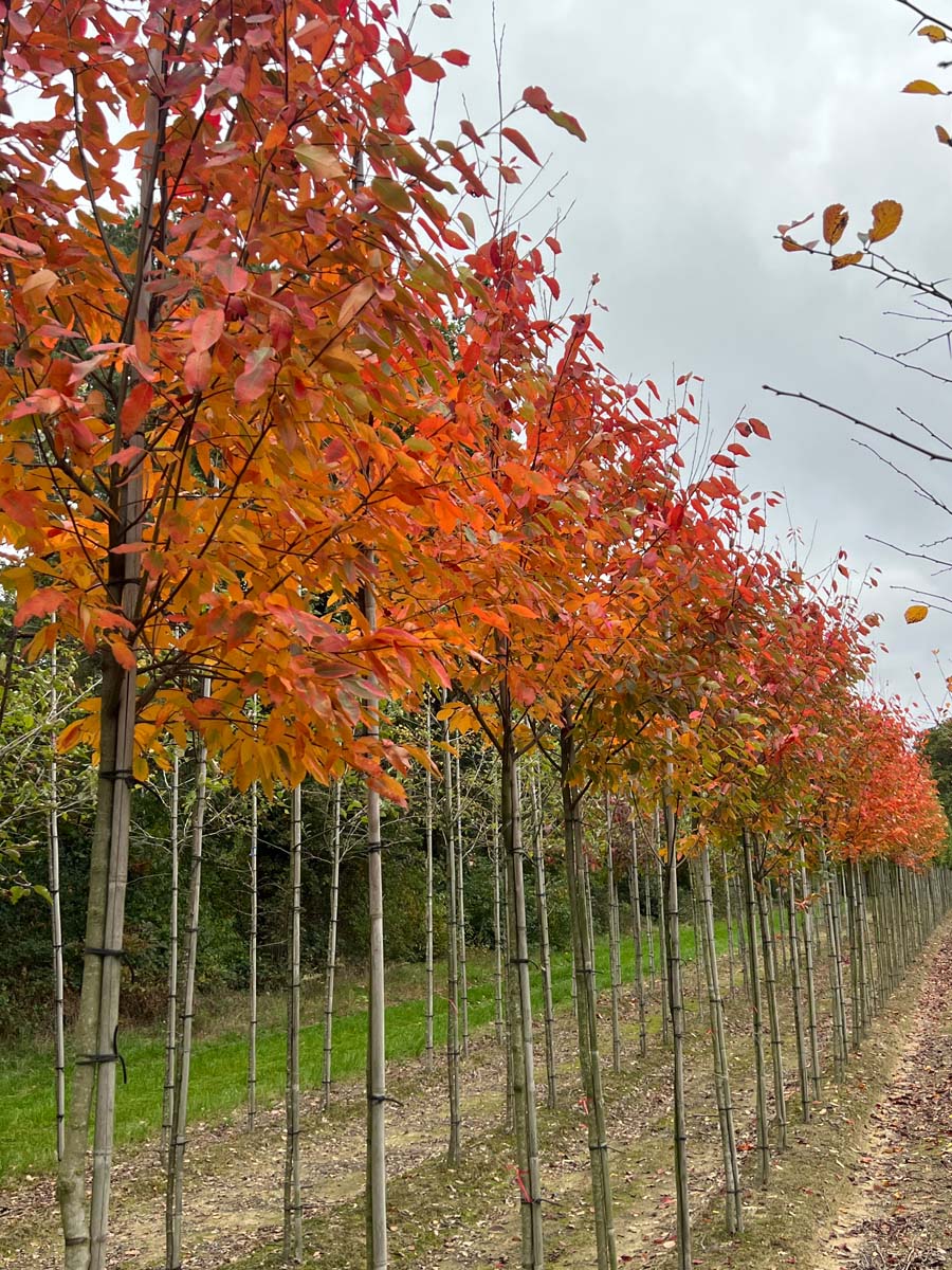 Amelanchier arborea 'Robin Hill' op stam op stam