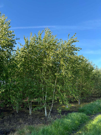 Betula pendula meerstammig / struik meerstammig