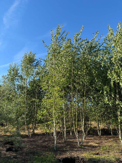 Betula pubescens meerstammig / struik meerstammig