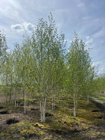 Betula utilis jacquemontii meerstammig / struik meerstammig